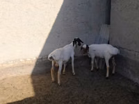 Ziegenbock, Ziegen — Foto 8