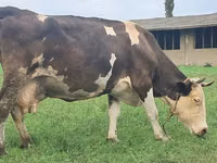 Kuh, Simmental cattle — Foto 5