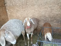 نعجة, Arashan sheep — الصورة 2