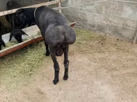 Widder, Arashan sheep — Foto 3