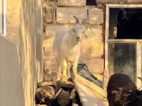 Cabra, Cabras — foto 3