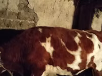 公牛, Simmental cattle — 照片 1