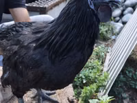 Brahma — Foto 3