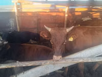 公牛, Simmental cattle — 照片 1