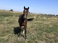 Horse (M), Horses — photo 1