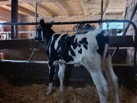 公牛, Holstein breed — 照片 3