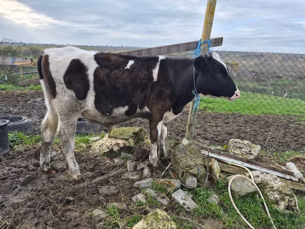 Toro, Ganado vacuno