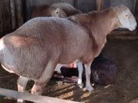 Widder, Arashan sheep — Foto 4