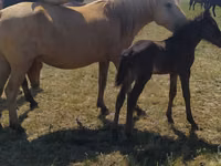 Yegua, Kazakh horse — foto 1