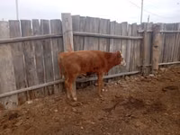 Toro, Simmental cattle — foto 4