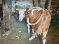 Kuh, Simmental cattle — Foto 1