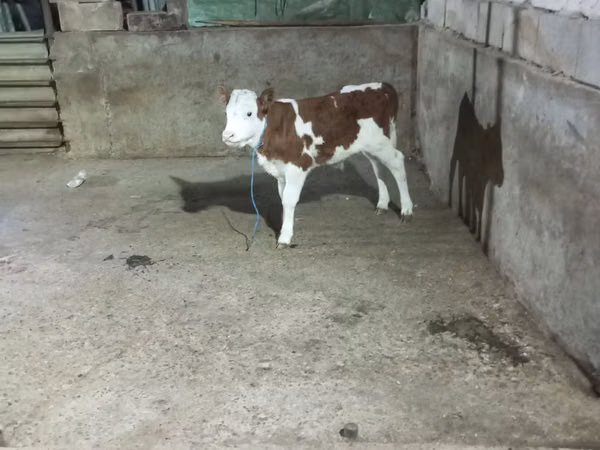 Bulle, Simmental cattle