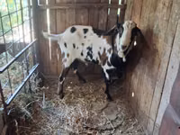 Ziegenbock, Nubian Goat — Foto 3