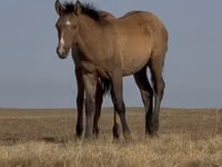 Stute, Kazakh horse — Foto 1