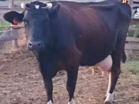 Vaca, Raza Holstein — foto 3