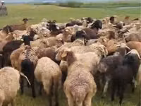 كبش, الأغنام — الصورة 3