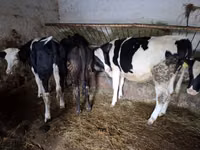 Cow, Russian Black pied cattle — photo 6