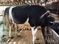 गाय, Simmental cattle — फ़ोटो 4