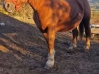 Mare, Horses — photo 1