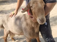 Widder, Arashan sheep — Foto 8