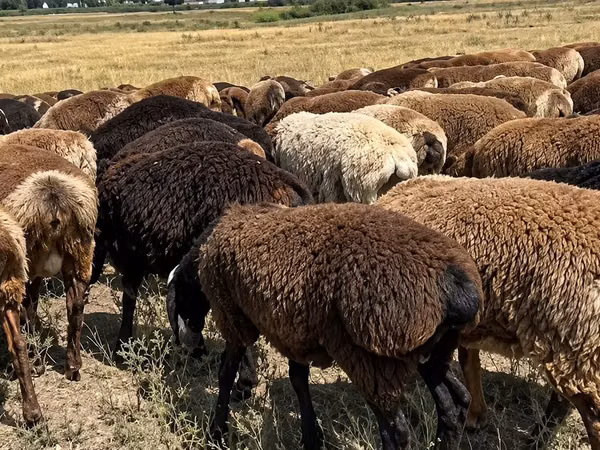 كبش, الأغنام — كازاخستان