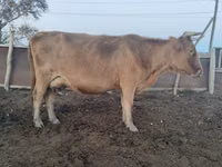 Сиыр, Latvian Blue cattle — 1-сурет