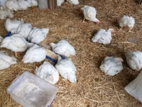 Chickens — Foto 2