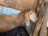 Carnero, Arashan sheep — foto 2