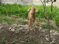 母山羊, Goats — 照片 2