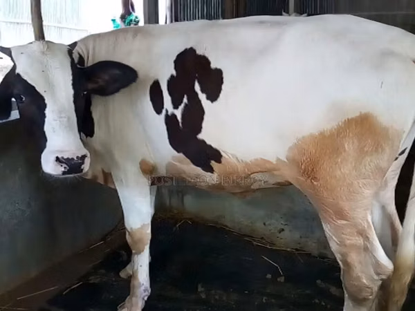 Kuh, Holstein-Rasse