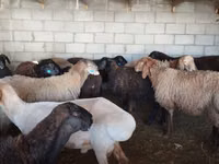 Widder, Rhon sheep — Foto 1
