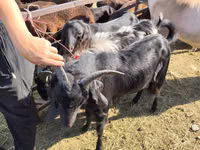 Taka, Beetal goats — 4-rasm