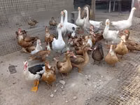 Geese — Foto 7