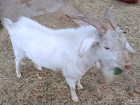 عنزة, Beetal goats — الصورة 2