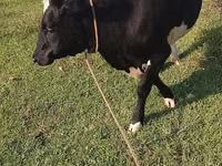 Kuh, Holstein-Rasse — Foto 2
