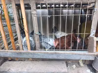 Chickens — 照片 4