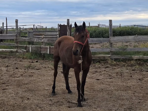 घोड़ा, Thoroughbred horse — कज़ाखस्तान