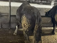 सांड, Swiss cattle — फ़ोटो 5