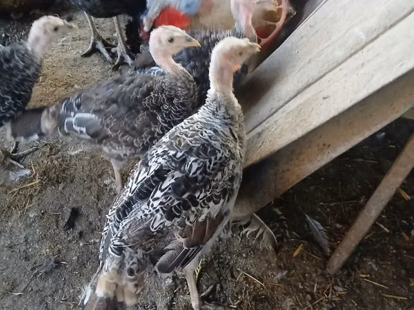 Turkeys — Kirgisistan