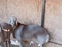 Қошқар, Arashan sheep — 6-сурет