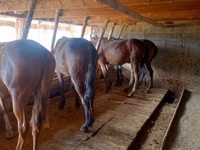 Caballo, Caballos — foto 1