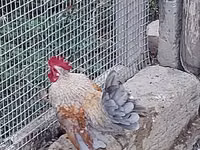 Chickens — الصورة 1