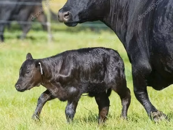 गाय, एबरडीन - एंगस — उज़्बेकिस्तान