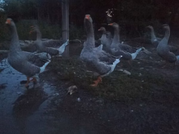 Geese — Kirgisistan