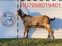 Ziegenbock, Nubian Goat — Foto 1