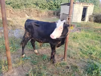 Toro, Raza rojo-moteada — foto 3