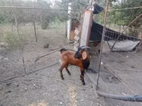 Cabro, Nubian Goat — foto 1