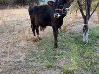 Bull, Cattle — photo 2
