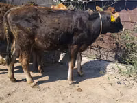 Bulle, Swiss cattle — Foto 8