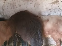 Carnero, Rhon sheep — foto 3